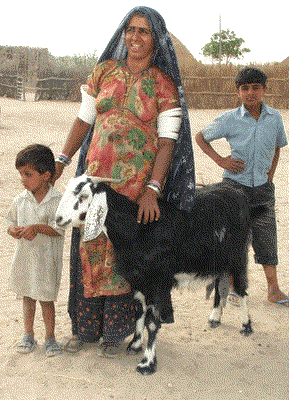 A woman goat rearer with her goat in the Barmer district of Rajasthan.