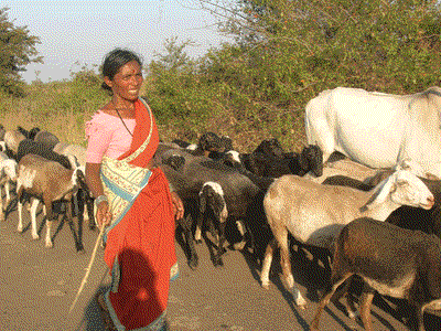 The flock returning after grazing in nearby common lands in Belgaum district, Karnataka.