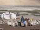 Women rearers with their Changthangi goat herd in Ladakh