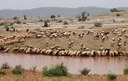 Dependence of Livestock Rearers on Common Lands - A Scoping Study