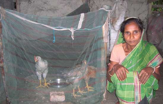 Dead birds or shattered hopes - A study of the impact of Bird Flu on poor people's poultry related livelihoods in West Bengal