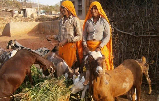 Community-Based Insurance for Goats - Experiences and Learning from Ibtada, Alwar