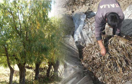 Willow Silage: An Alternative to Winter Fodder