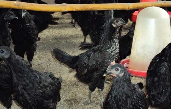 Reviving the Indigenous Poultry Breed, Kadaknath - Enhancing livelihoods of tribals through niche market opportunities