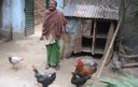 Linking Business with Pro-Poor Development - a Backyard Poultry Value Chain Increases Assets, Income and Nutrition