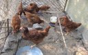 Backyard Poultry Farming Through Self-Help Groups in West Bengal - Towards Good Livestock Policies