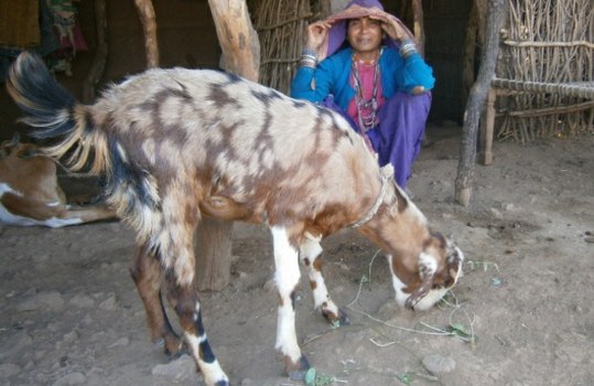 Baseline Assessment Study - Goat Rearing, Jhirniya Block, District Khargone, Madhya Pradesh