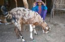 Baseline Assessment Study - Goat Rearing, Jhirniya Block, District Khargone, Madhya Pradesh