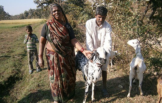 Goat Rearing - A Compilation of Case Studies from Khargone, Madhya Pradesh