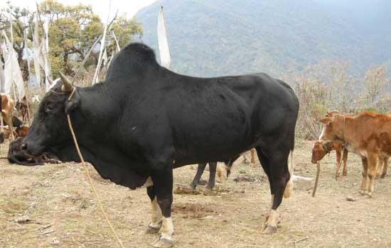 Conservation of the Last Himalayan Cattle Breed of Bhutan