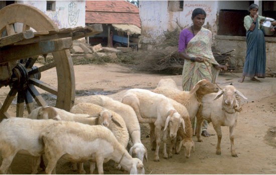 Public-private-producer partnerships (4Ps) in small ruminant value chain development in India
