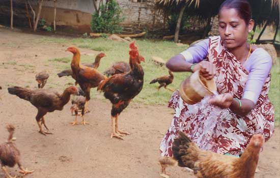 Aseel Poultry – Secure and dependable livestock assets for the poor