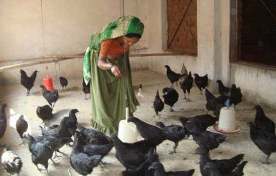 Kadaknath poultry rearing provides a sustainable livelihood opportunity for Keena and her family 