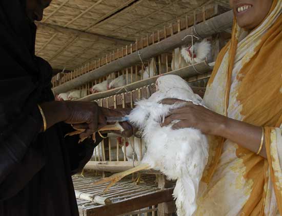 Saleha - An Ideal Poultry Worker