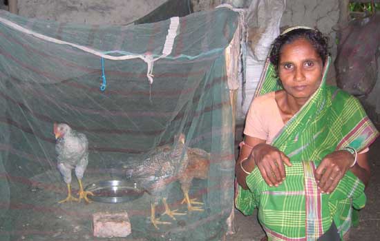 Social Constraints to increasing flock size – the story of Tarabela, a widow in South 24 Parganas district, West Bengal