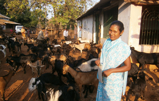 Goat rearing is much more than just an additional source of income, observes Sebati Digal, Self Help Group paravet, Jargi village, District Kandhamal, Odisha